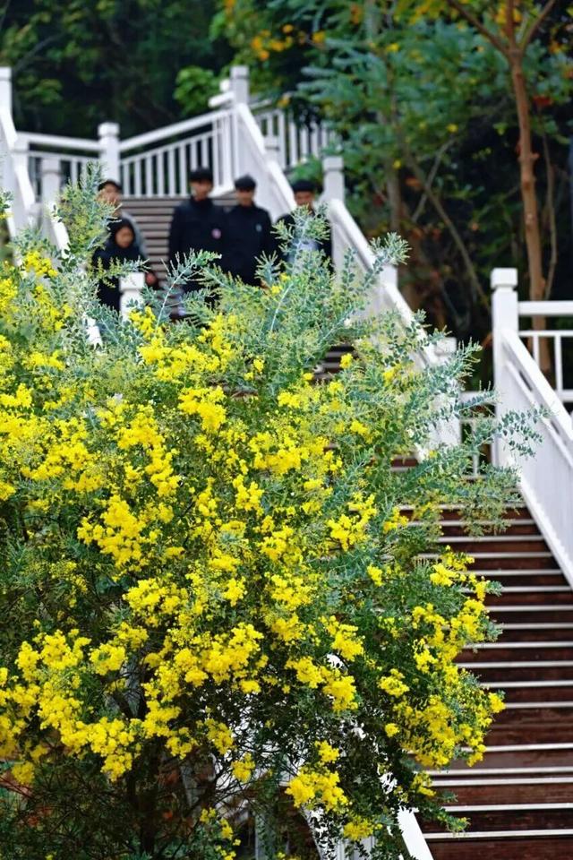 周末去打卡！南宁四大花海上线，20℃暖冬赏花攻略一键收藏！