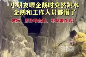 小朋友喂企鹅时突然跳水 企鹅和工作人员都懵了图片