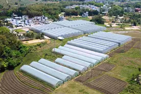 韶关乐昌：盘活大棚无土栽培蓝莓，成就致富“大产业”图片