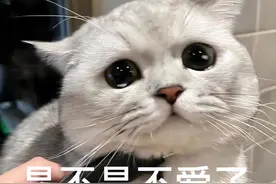 猫咪对你也有“爱”，主要分为 7 个等级，第五个则是“人生赢家”图片