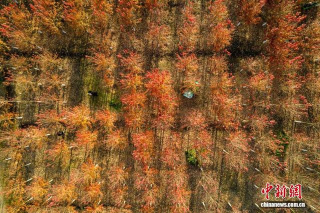 武汉江夏红枫林吸引游客观赏