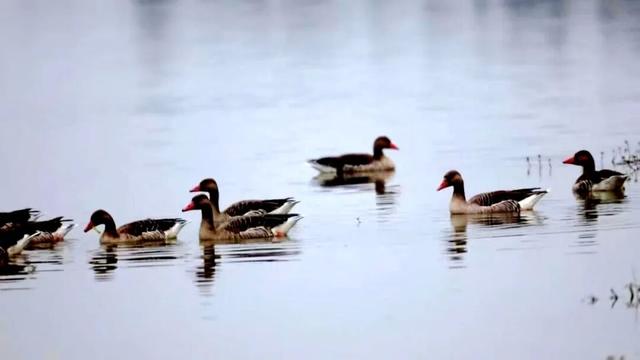 场面壮观！荆州进入繁忙“迎来送往”季！