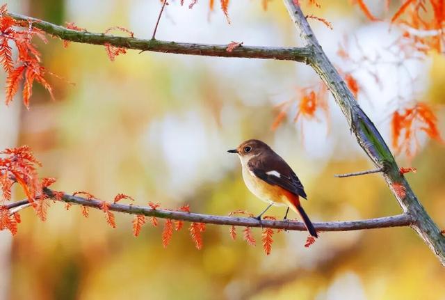 别再等了！淮南春申湖的秋日童话，现在去正好！