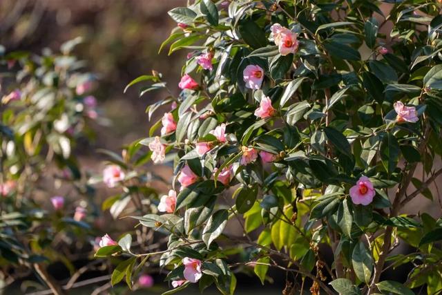 美人梅、茶梅已苏醒！在上海这个公园撞入粉色冬天→