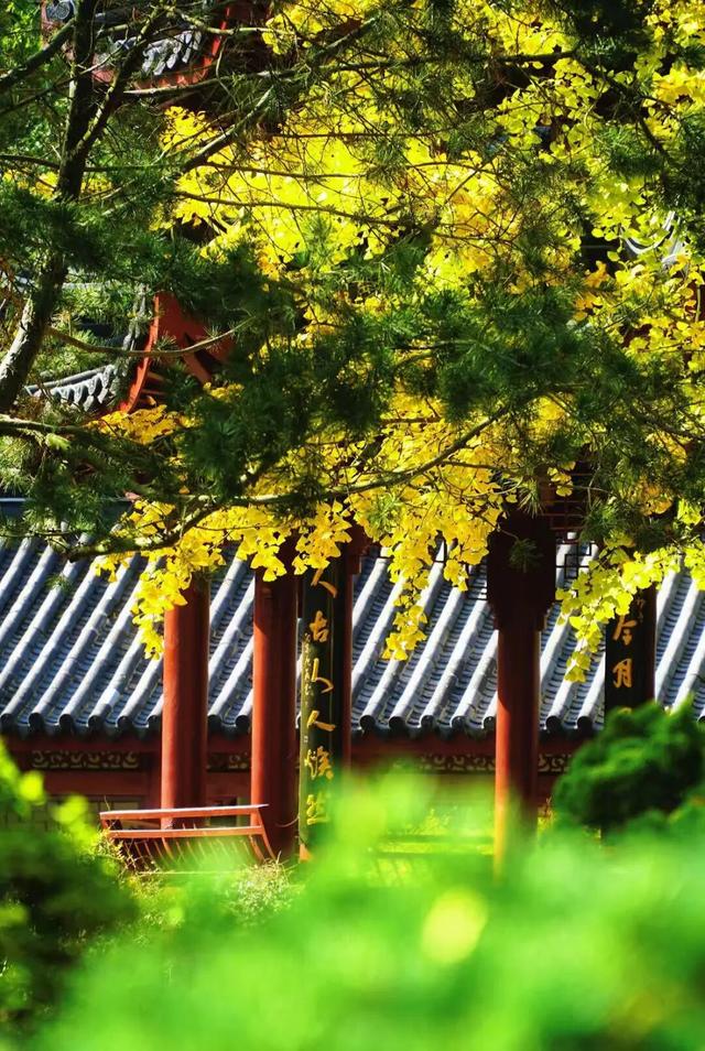 上海顶级秋景！藏着传统中国色→