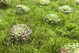 【云视角】90后王晓刚，从“小白”逆袭成食虫植物培植大咖——打造爱“吃荤”的千奇植物世界图片