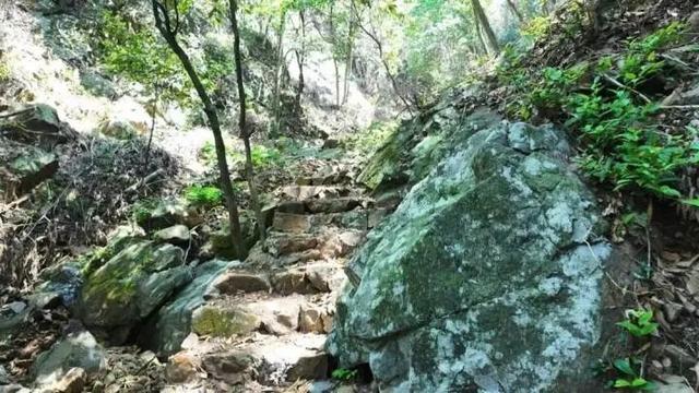 世界最大、亚洲唯一！今晨，他们在30000多棵楠木、8600亩森林，1500年的时光里奔跑......