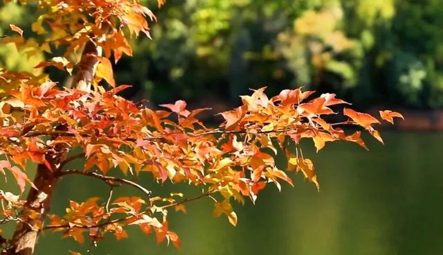 红枫“进度条”拉满，这些打卡地快收好！