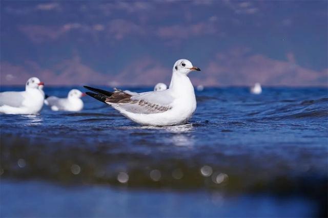 跟着海鸥追鸥气！打卡云南湖光的冬日诗意栖居