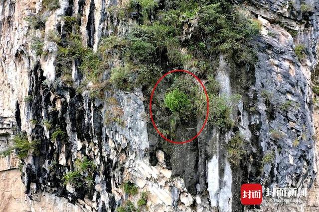 还魂草“复活”、崖柏成林、阳鱼穿溪！巴山大峡谷藏了多少宝藏？ | 创5A·巴山大峡谷更好玩