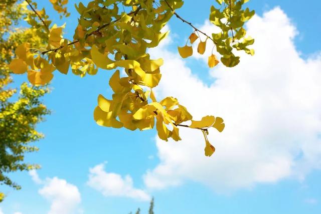 来崇明新海镇，邂逅鎏金般的美好