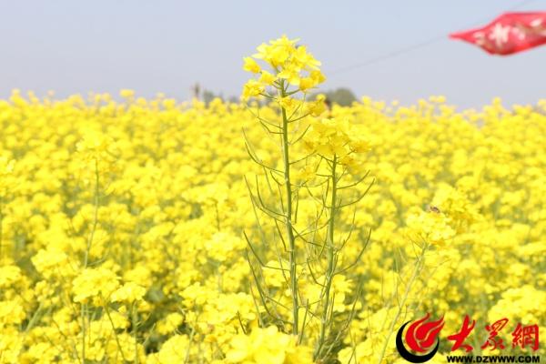 邹平西董百亩油菜花开 春日打卡正当时