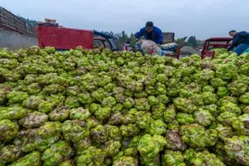 四川资阳：乐至中天疙瘩青菜“榨”出了超亿元产值图片