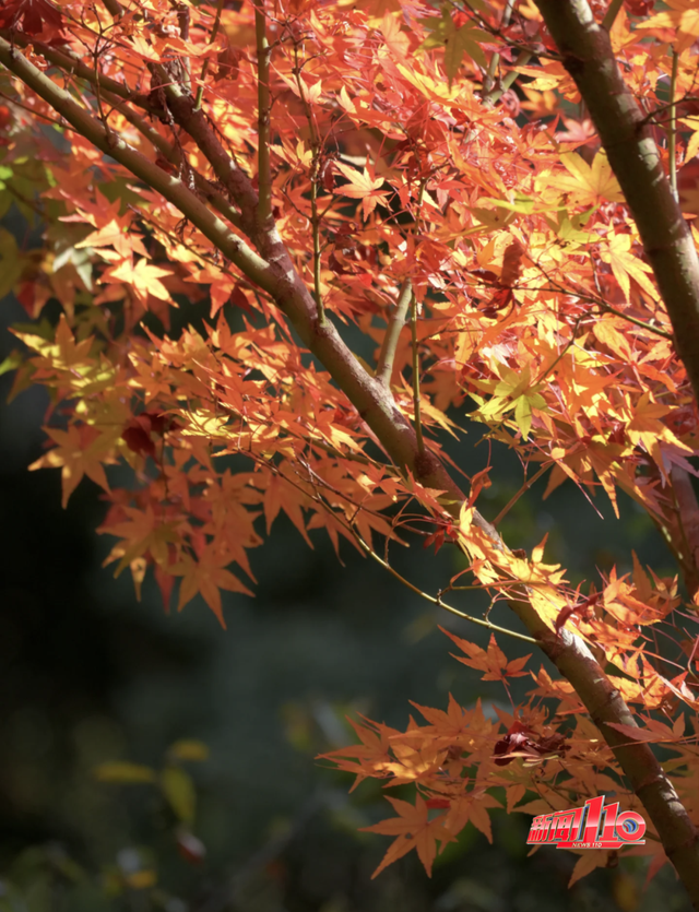 红了！红了！不少福州人都出动了......下周憋大招，强冷空气这天杀到