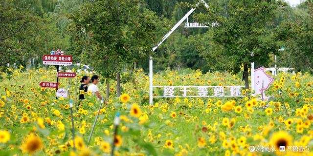 盛夏花潮，自然绮梦