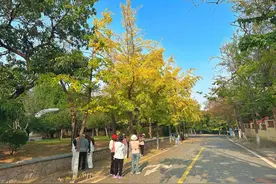 市南赏秋：八大关银杏美不胜收，中山公园枫树流丹图片