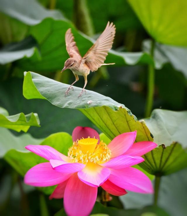 武烈河：夏日荷花开 生态画卷美