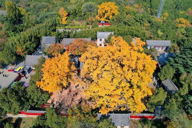 千年莒县银杏树！这一眼惊艳时光，高清大图超治愈