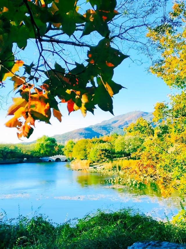 银杏抖落金箔，枫叶浸了酒红！国家植物园赏秋最佳时