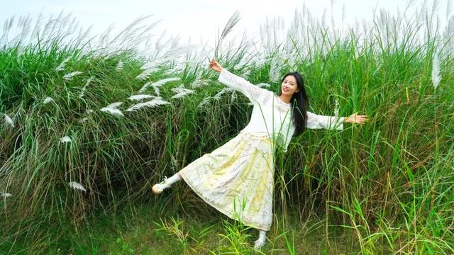 清城芦苇荡：隐藏在城市边缘的秋日童话