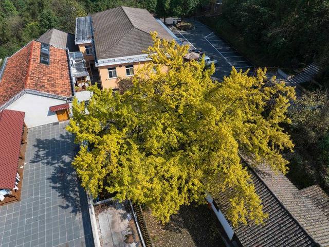 保康：千年银杏披“金甲” 绚烂秋色醉游人