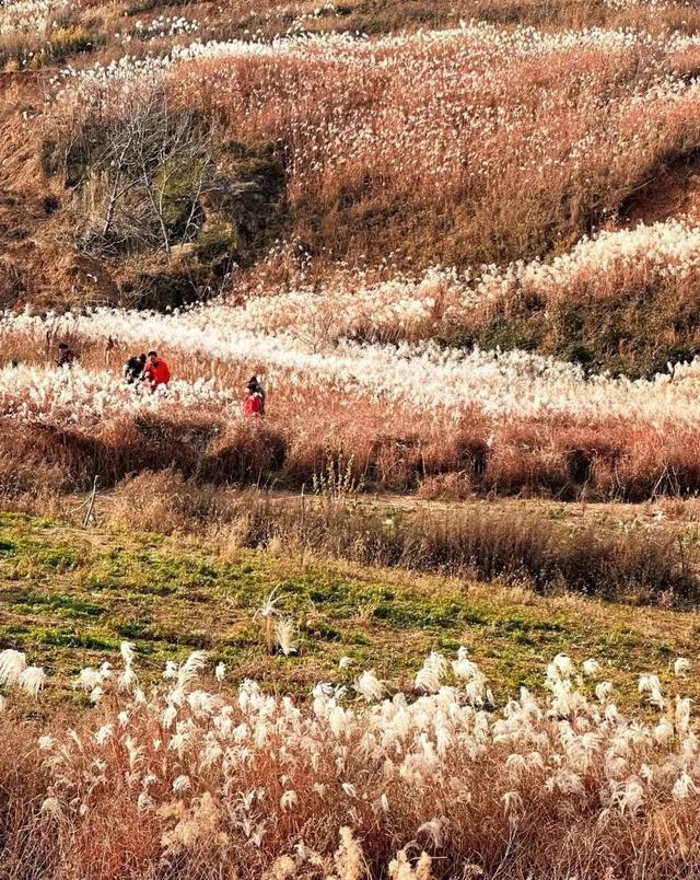 绒白胜雪！西安的芦苇仙境，氛围感拉满