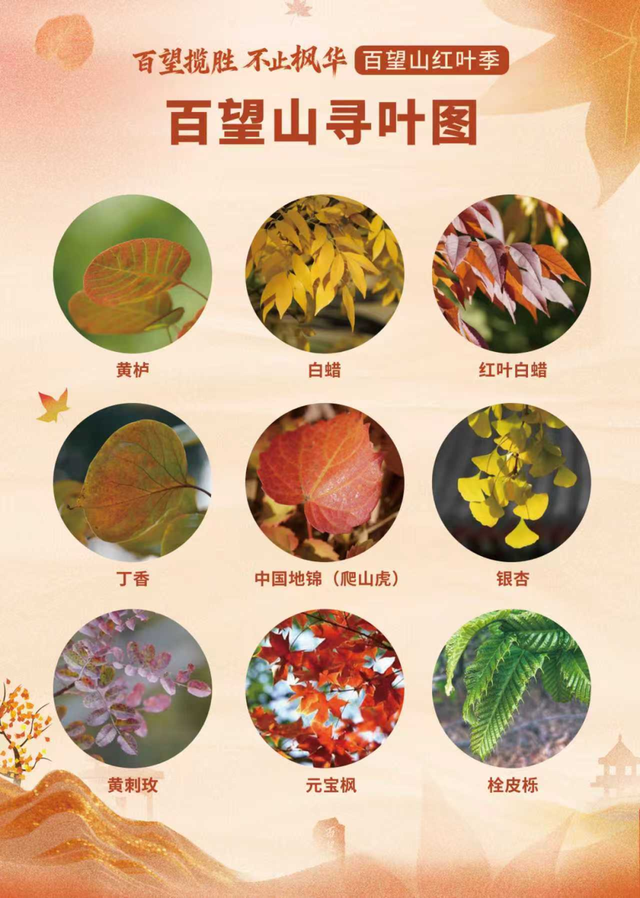 五彩斑斓！北京“漫山红叶”进最佳观赏期!