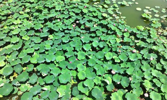 来宿城，打卡我“荷”你的浪漫
