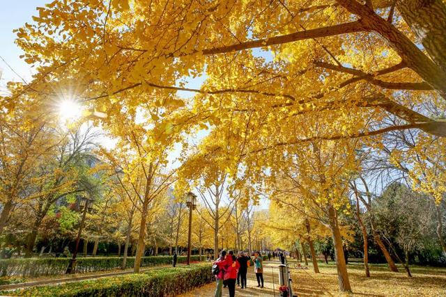 278万亩彩叶树绘就北京最美金秋画卷