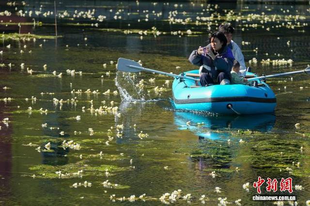 广西都安：澄江如练 花开如雪