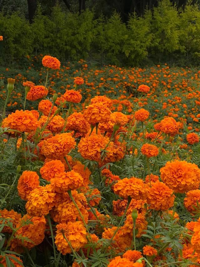 大观公园万寿菊花开正好