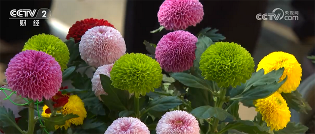 秋日“限定版”美景催热赏秋游 消费市场释放高质量发展新潜力