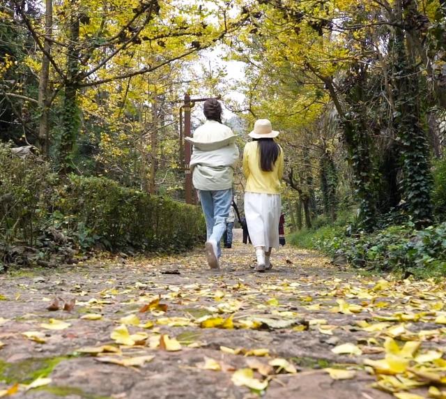 山村尽带黄金甲 古树银杏醉妥乐