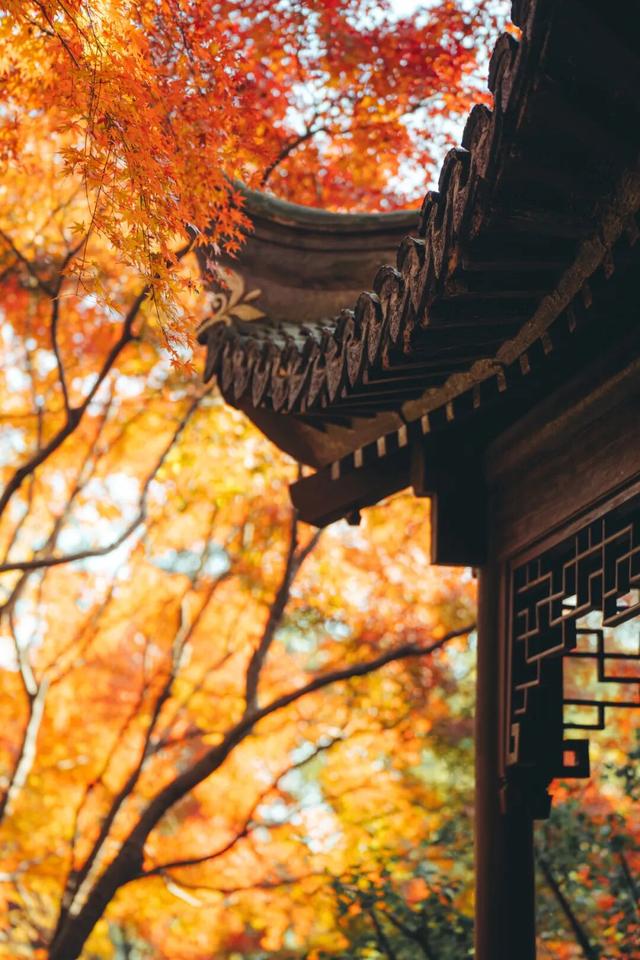 上海赏秋天花板，这波期待值拉满！