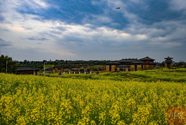 C视觉丨四川双流：油菜花海邂逅春日“繁花”   起落飞机上演现实版“开往春天的航班”