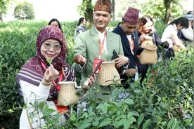 安徽庐江：外国友人访茶乡 深度体验茶文化图片