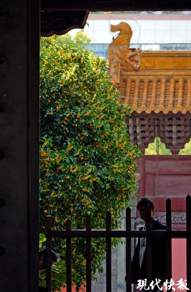 南京朝天宫的秋天，空气在“发糖”