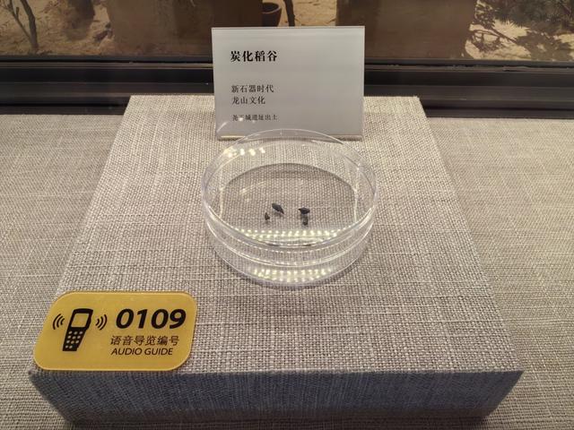 风动处，4500年的稻香花开 | 人文
