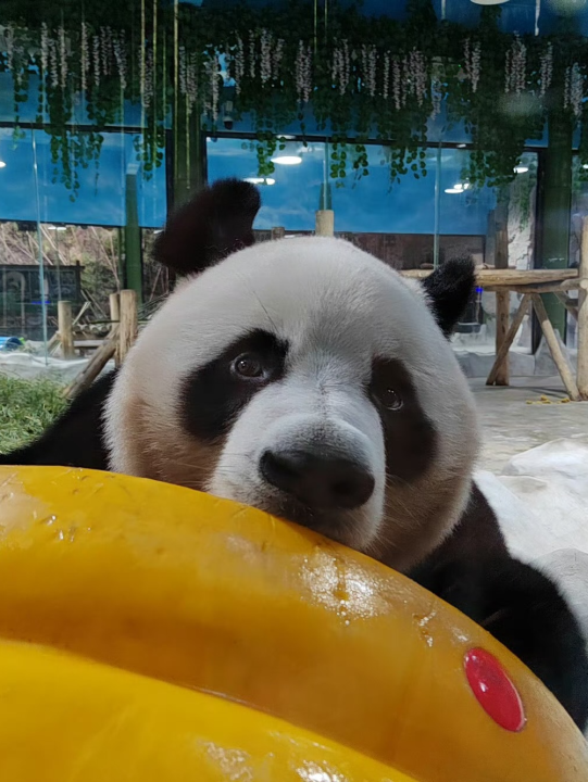 这里红叶进入“巅峰”，抓紧时间，真的会落！