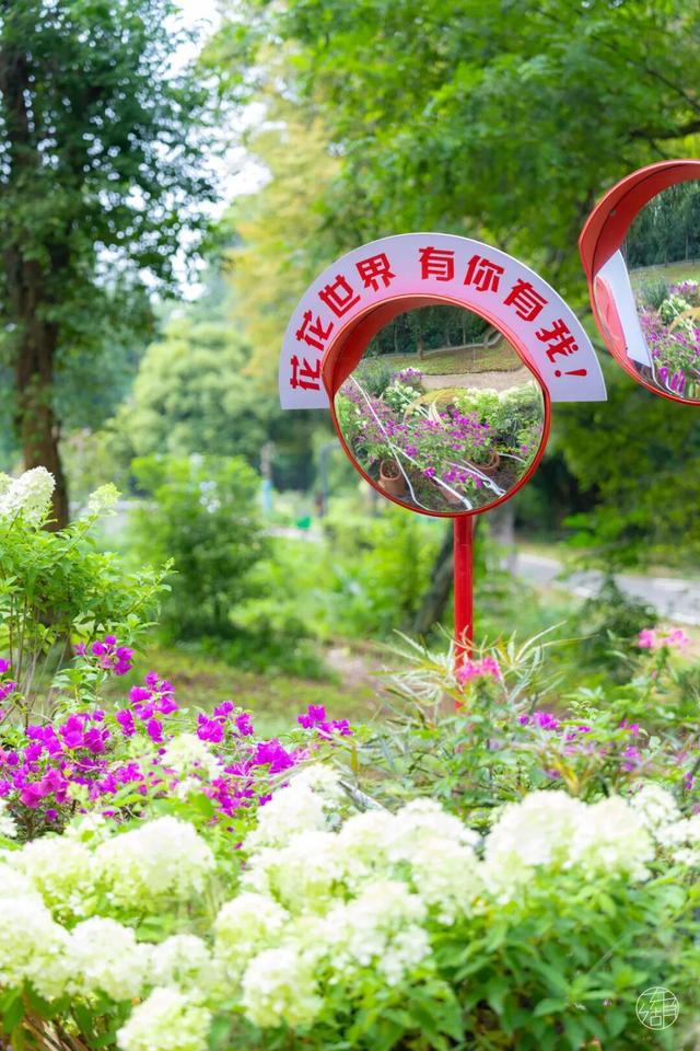 圆锥绣球+硫华菊盛放！植物园双花展上新！