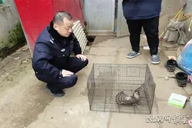 河北乐亭：救助国家二级保护动物雀鹰图片