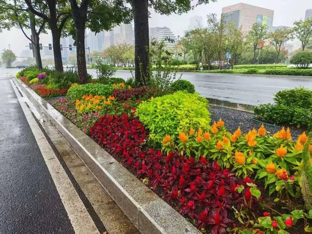 这边风景“郑”好（三）：花海成景 节日色彩分外浓
