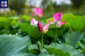 好运“莲莲”！罕见并蒂莲惊艳亮相北京温榆河公园图片