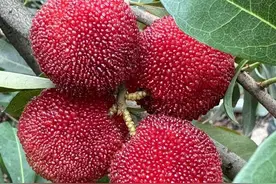 200元一斤的浙江杨梅你吃上了吗？不少地方已抢鲜上市图片