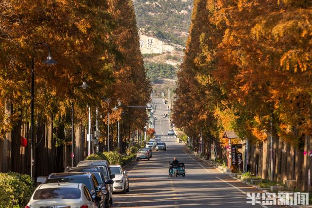 冬游青岛｜这座小村庄里“藏”着一条水杉大道，1978年栽种如今千株傲立！