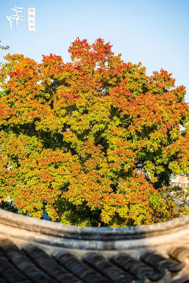 秦淮花事｜乌桕斑斓，半城秋色入画来