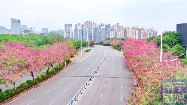 一抬头就沦陷！此刻，南宁正在疯狂涨“粉”