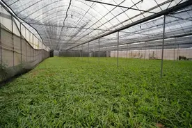楚雄州培强做大中（彝）医药和大健康产业图片