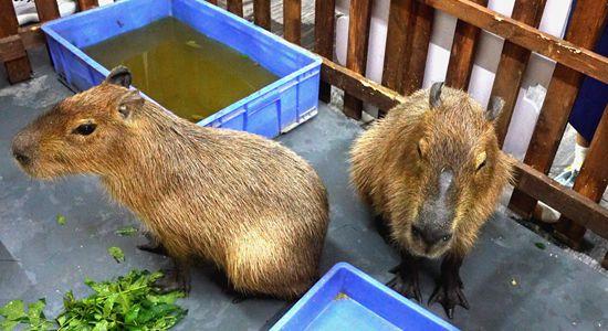 企鹅、海狮、水豚齐相聚 张家界黄龙洞景区“萌宠避暑季”正式开启