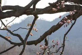 征集《树说鲁山》文稿助推文旅融合图片